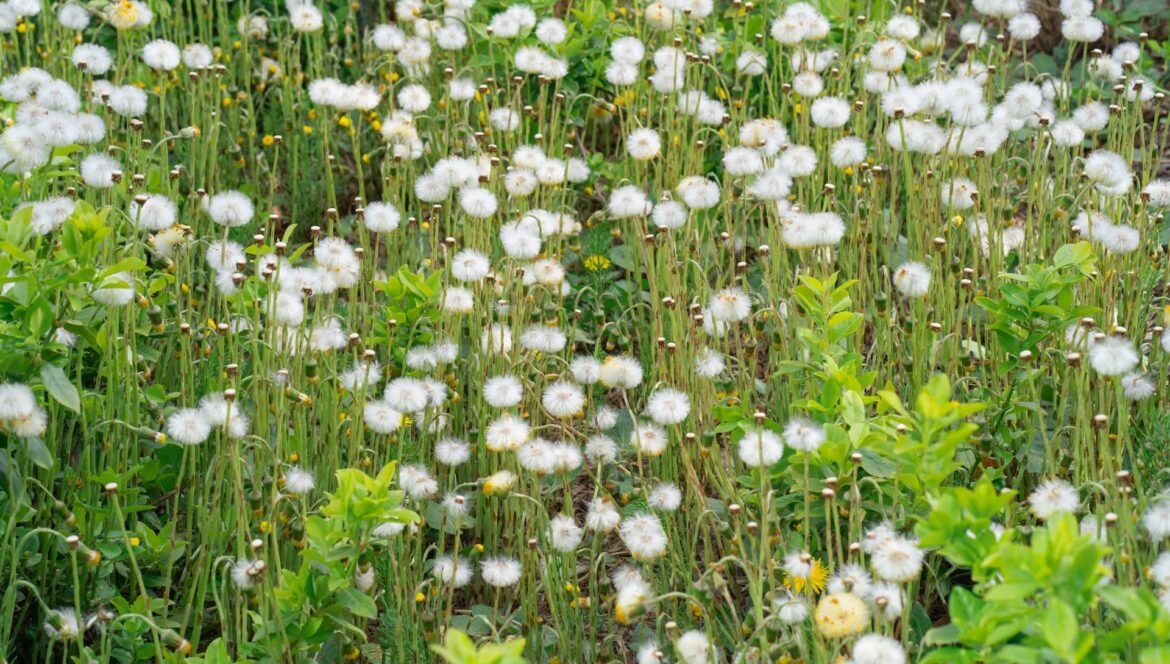 Expert shows off unusual hack for handling pesky weed invasion: ‘This is brilliant’ Ridding one’s garden of pesky invasive weeds can be a chore, but one TikTok user has the perfect solution.