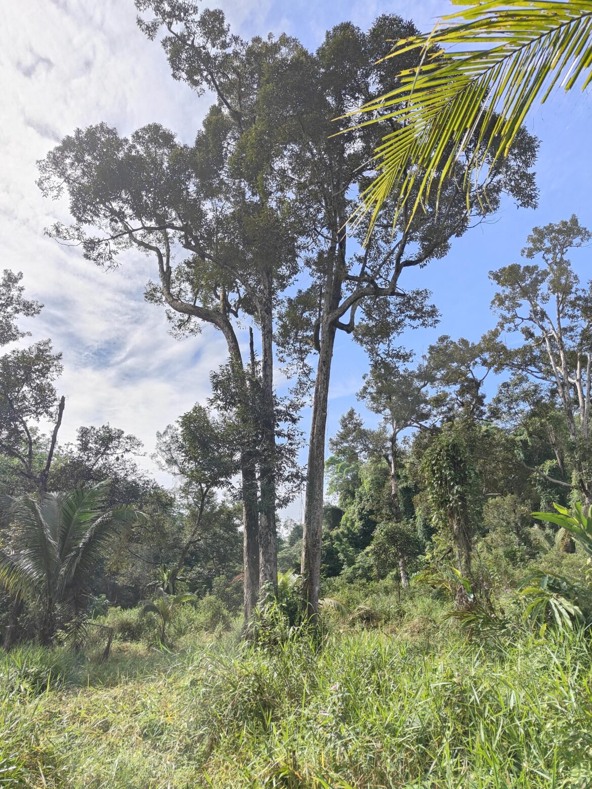 4 twin Durian Tree!