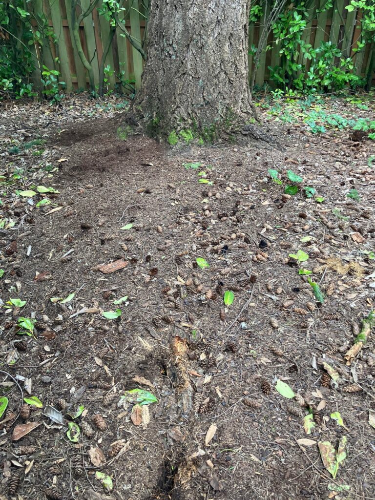 Douglas Fir - Exposed Root