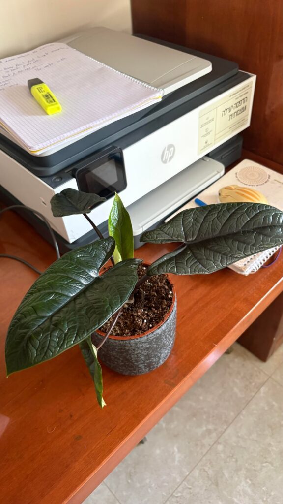 Just bought it, should I repot?
