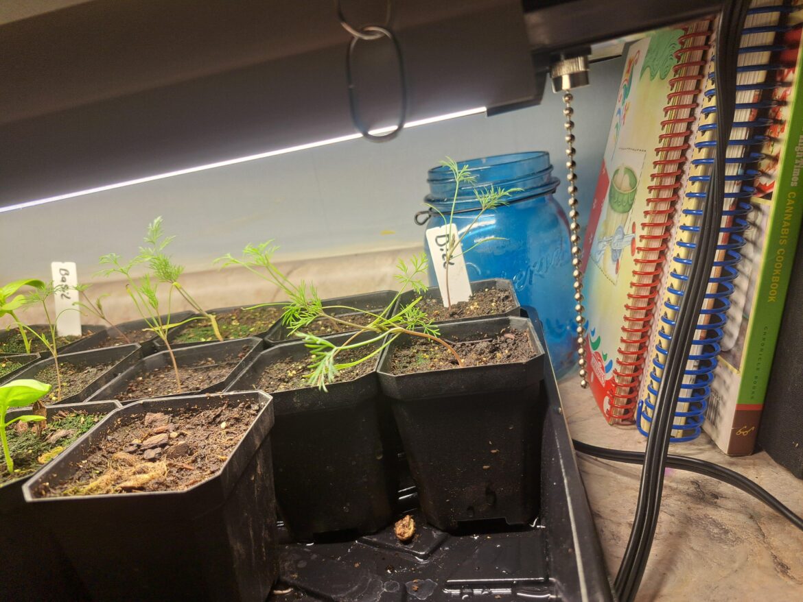 Dill is constantly drooping. Is this normal?