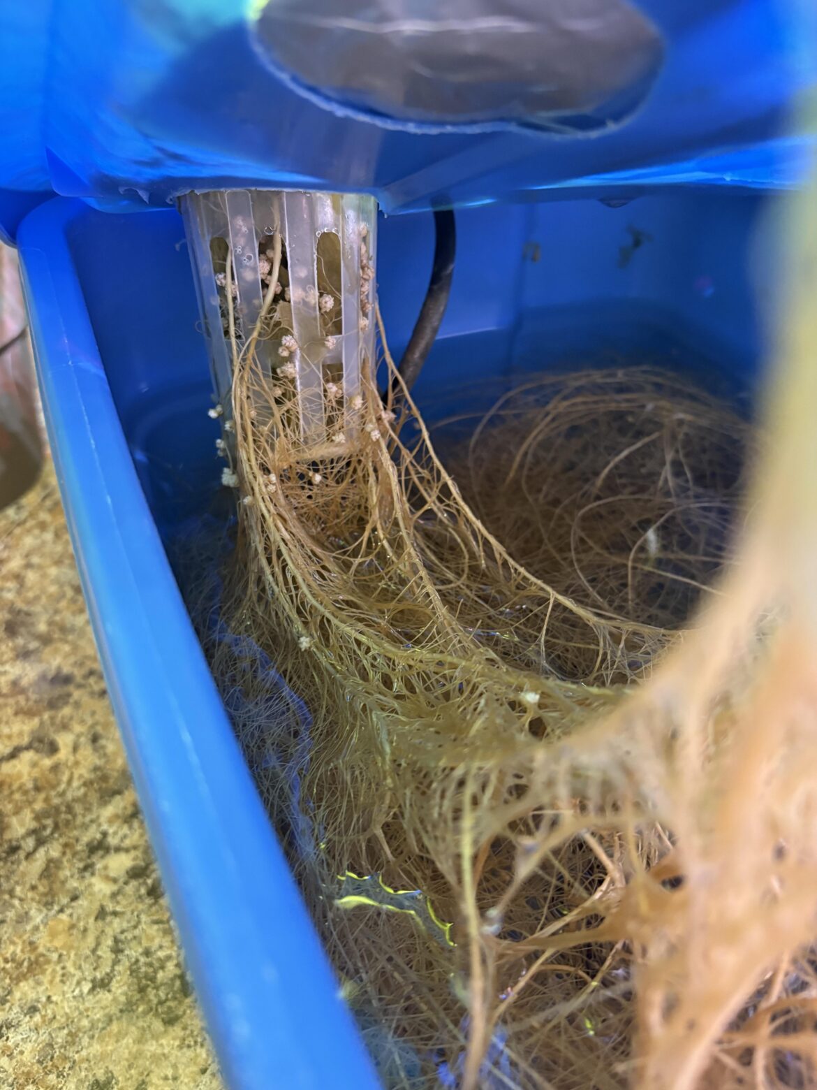 Anyone know what this is? Anyone know what this is?