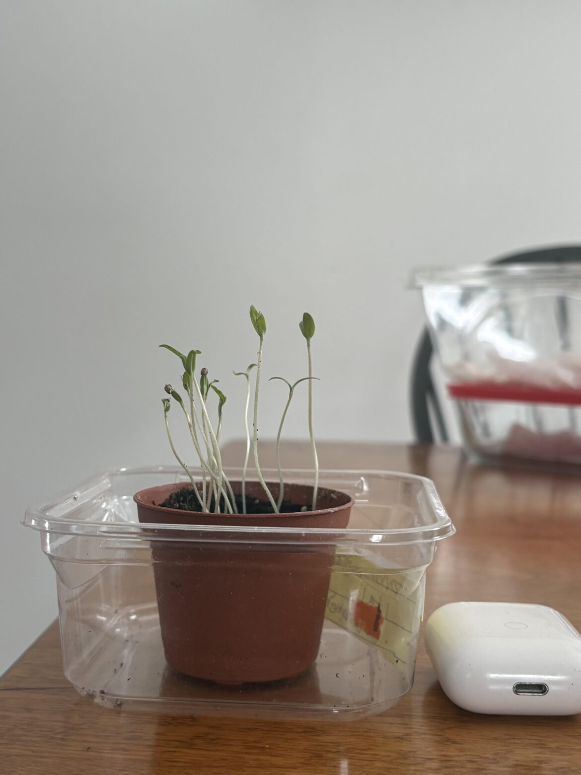 Are these tomato seedlings OK?