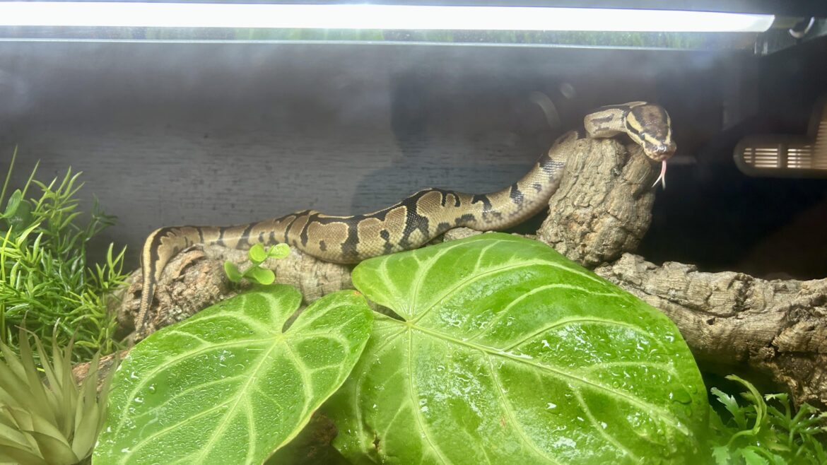 Anthurium in my snake tank
