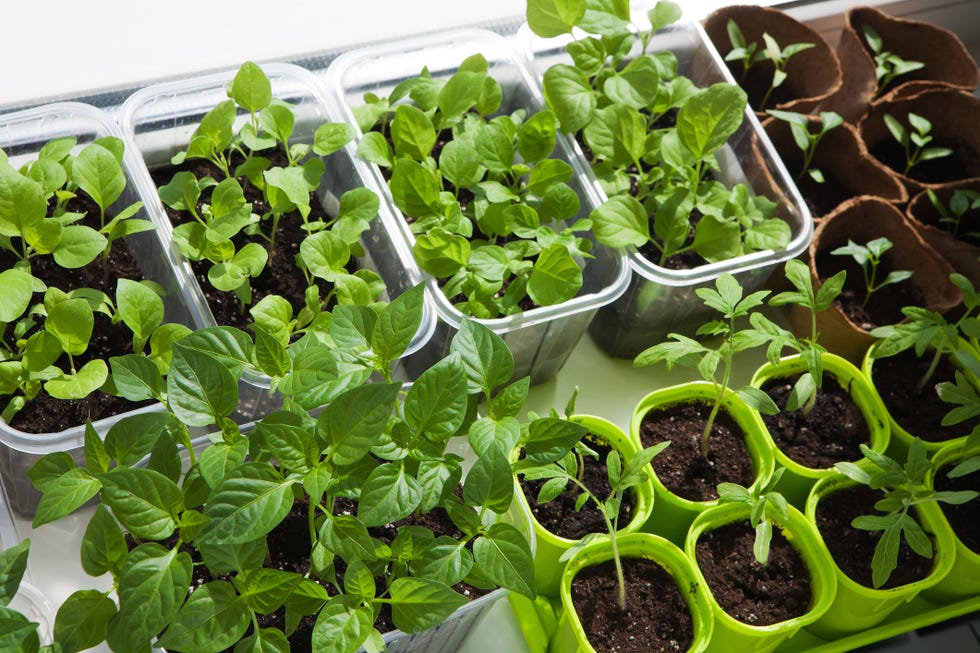 top view of the many pots with seedlings of vagetables, indoor