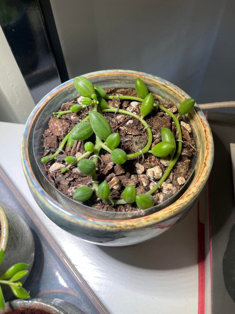 Next steps?