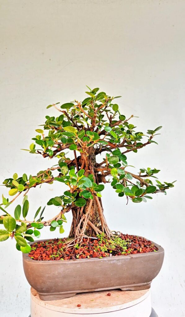 Thick Trunk Ficus Microcarpa Project