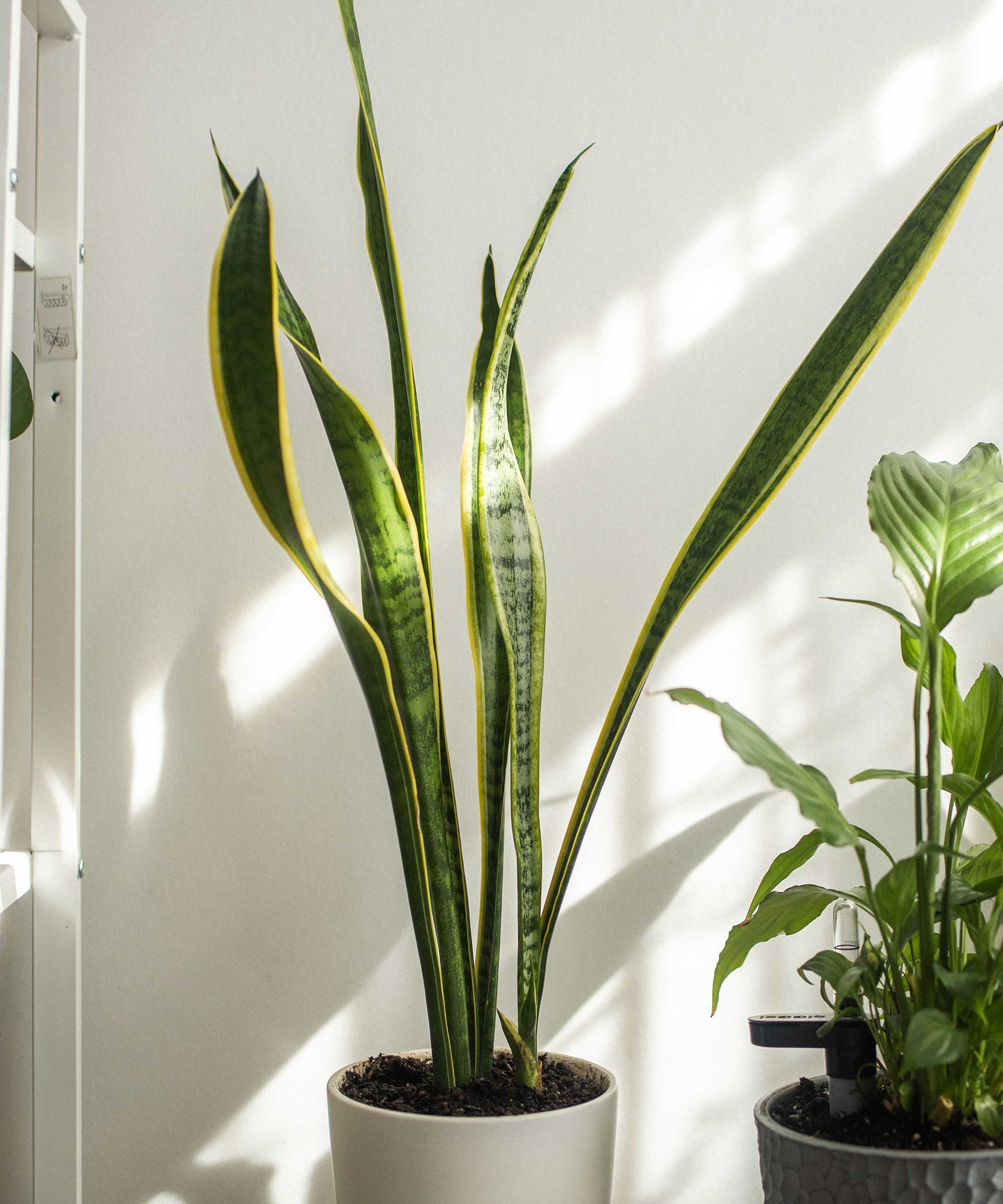 snake plant in sunny room