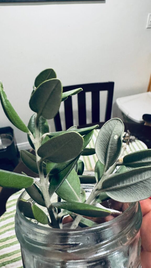 Who is this and how do I keep them alive?