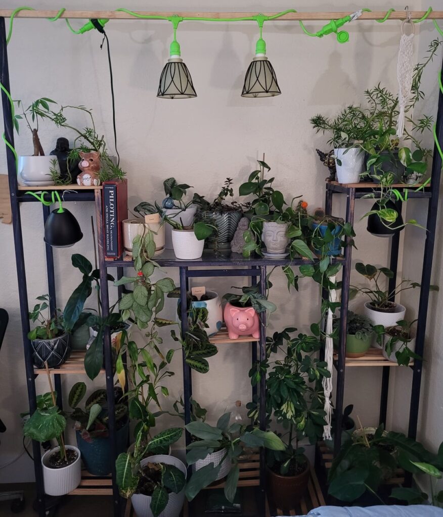 My current plant collection My current plant collection