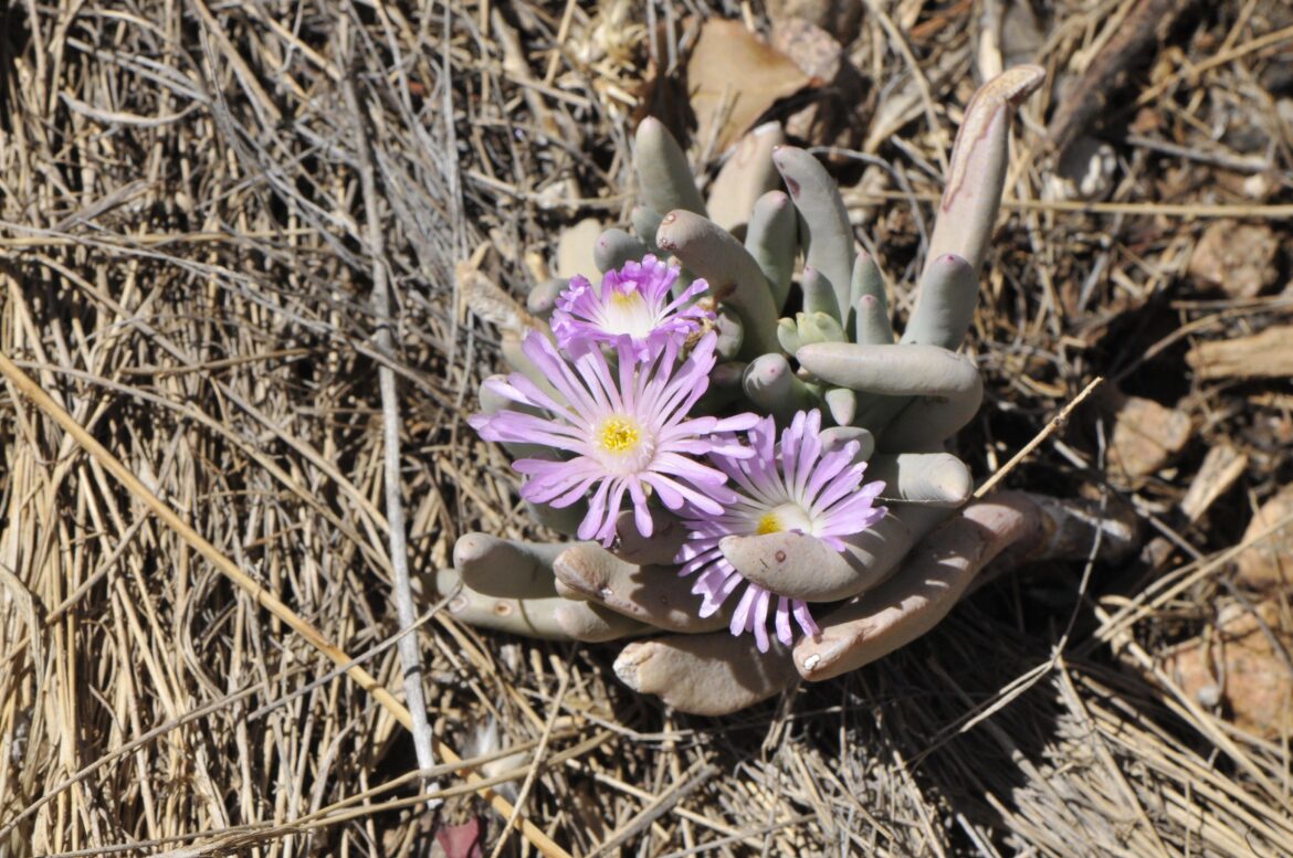 Ebracteola fulleri blooming in my New Mexico xeriscape garden