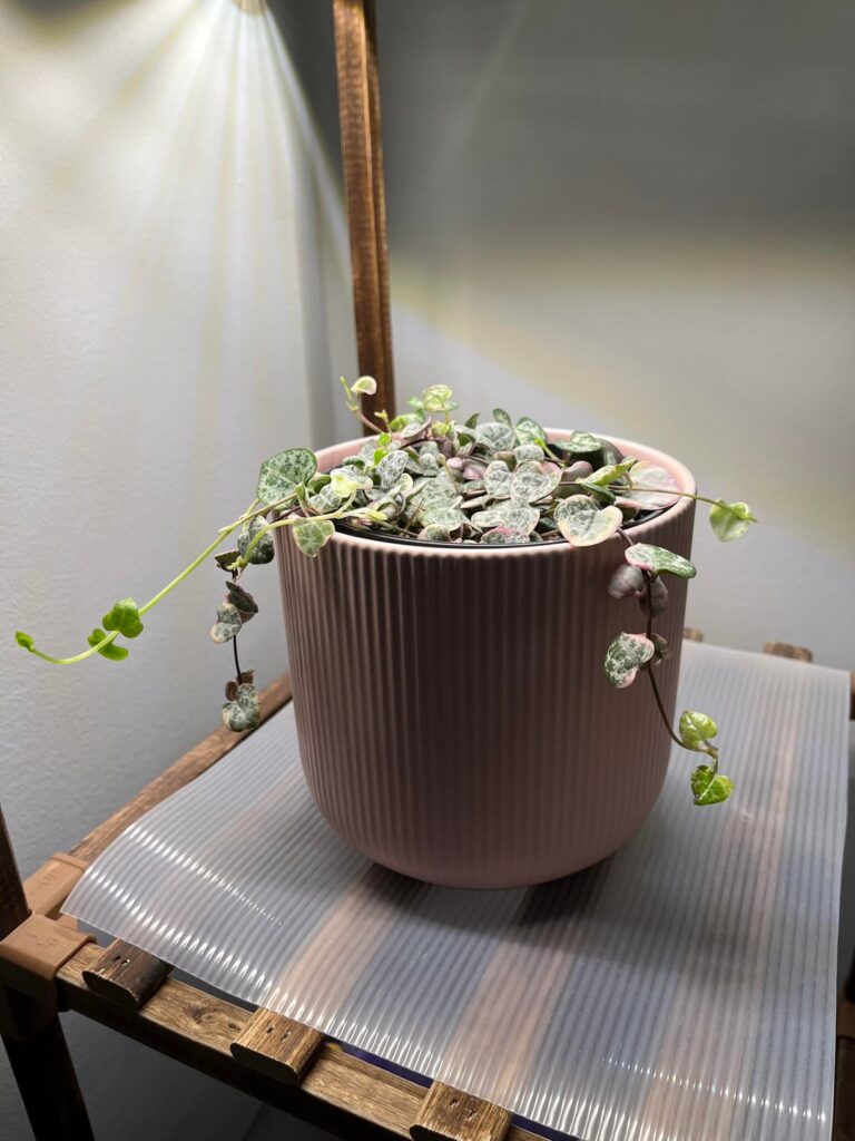String of hearts