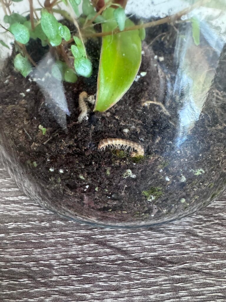 What are these??