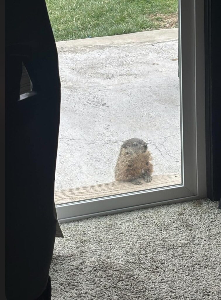 Black Thumb wants to be Green