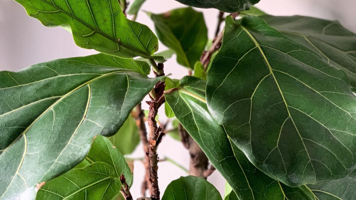 What to Do With a Fiddle Leaf Fig in March Fiddle leaf fig