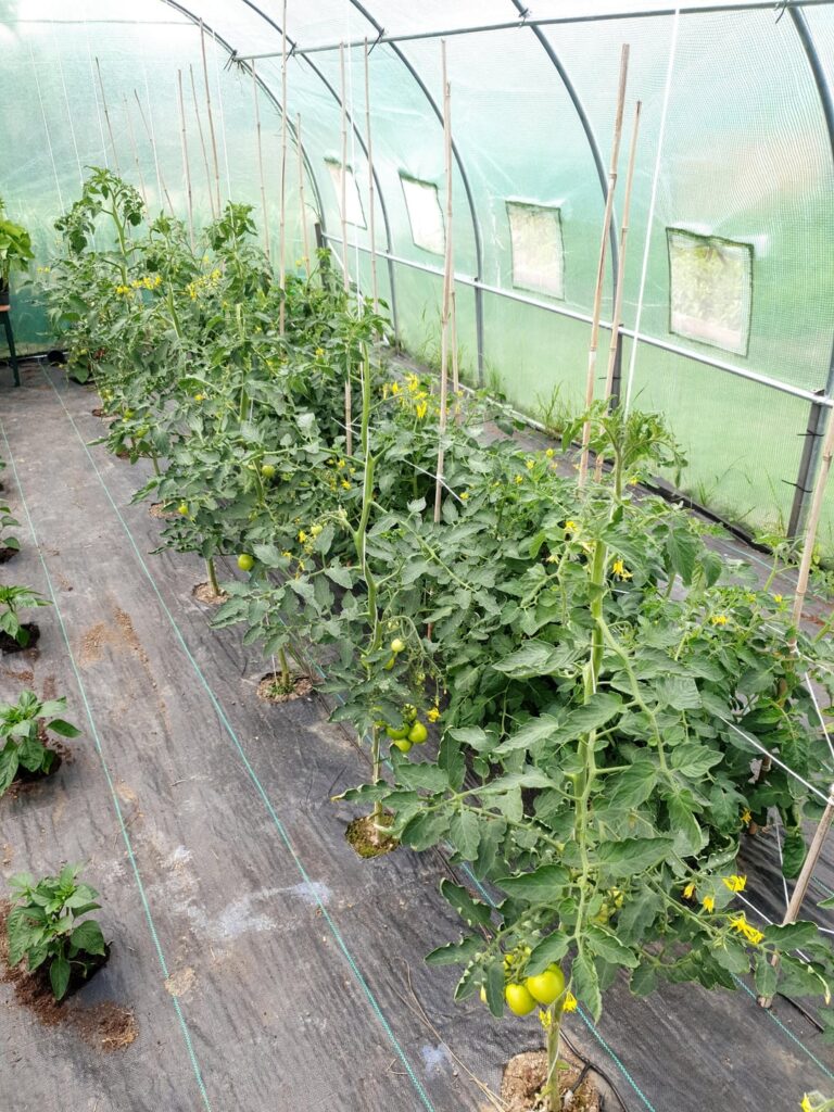 Can't wait till we are at this point of the year roll on July I want my fresh sweet tomatoes now 🤣 a few photos from my 2025 tomatoes