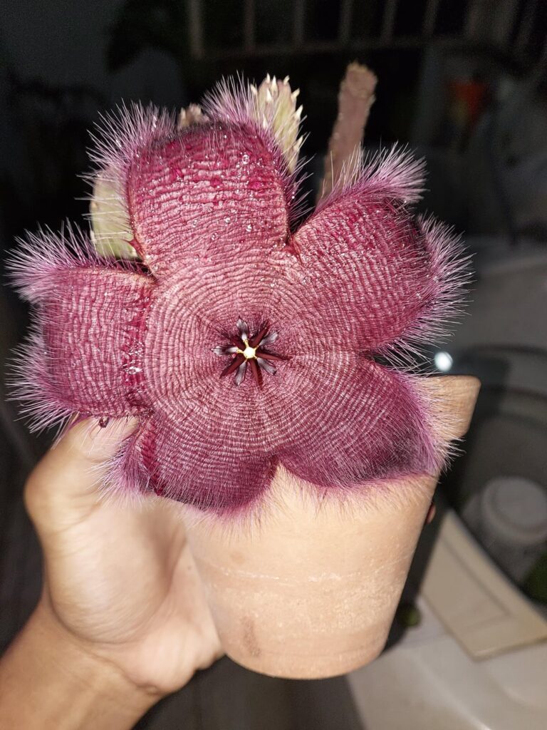 first bloom!!