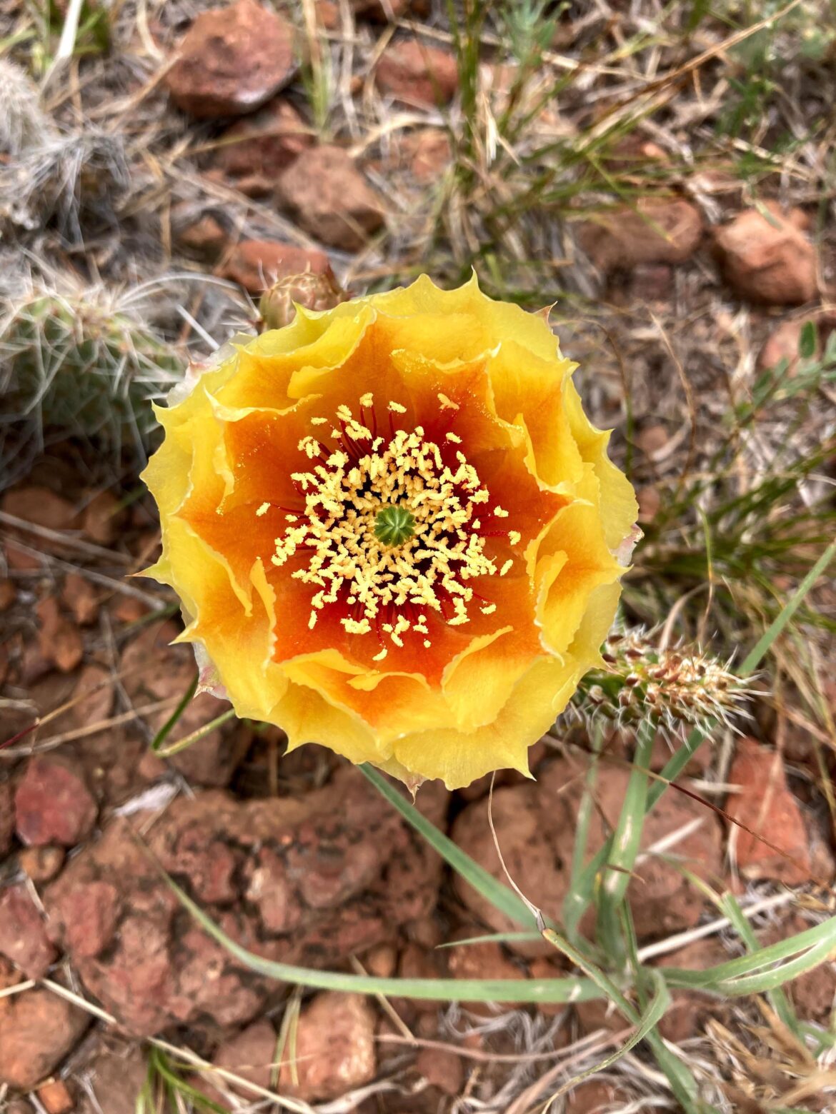 Prickly Pear [OC]