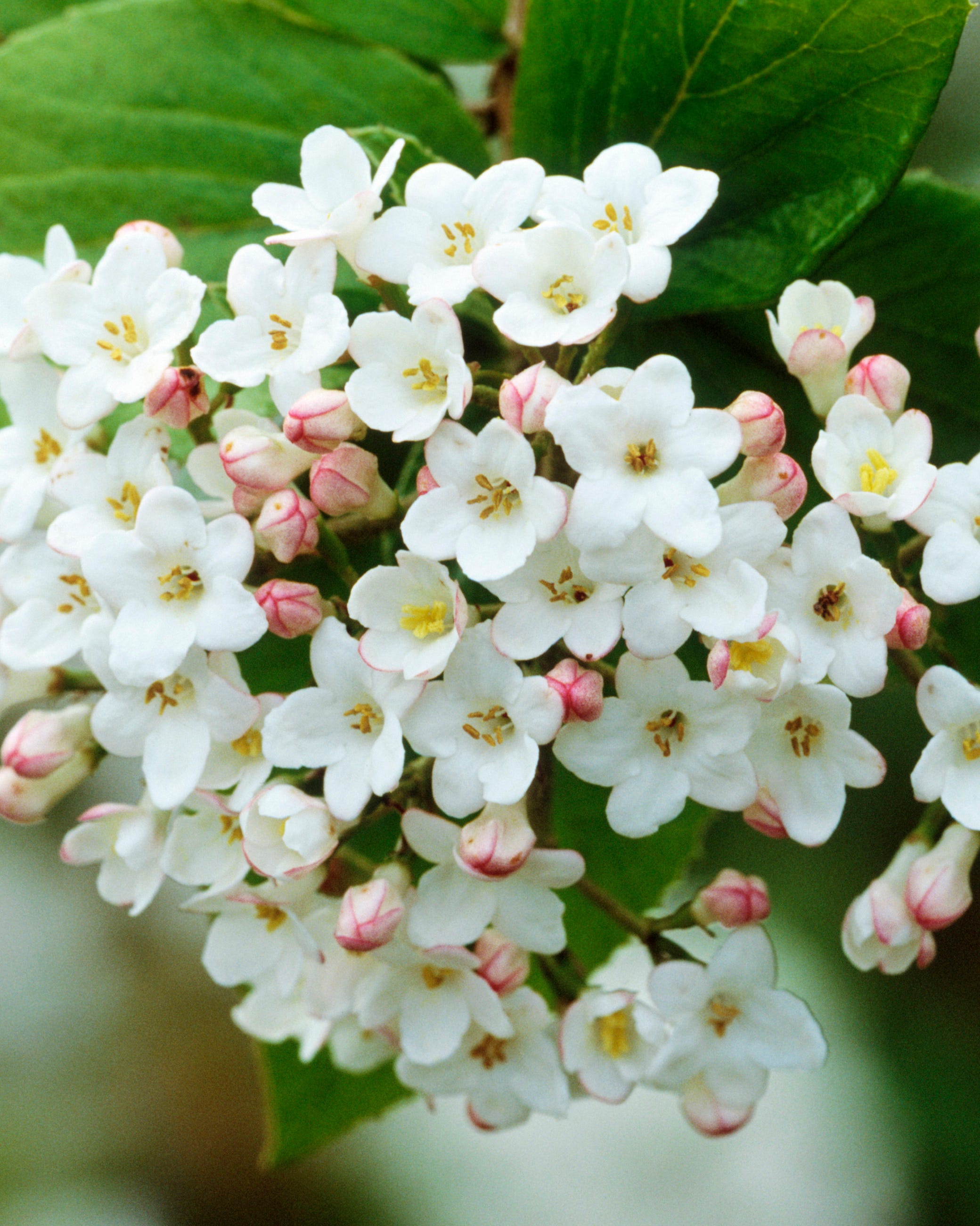 Viburnum burkwoodii, Burkwood viburnum