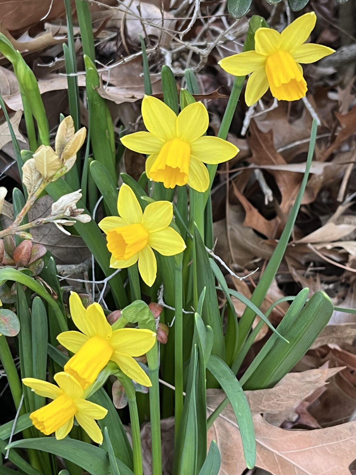 Miniature daffodils [oc]
