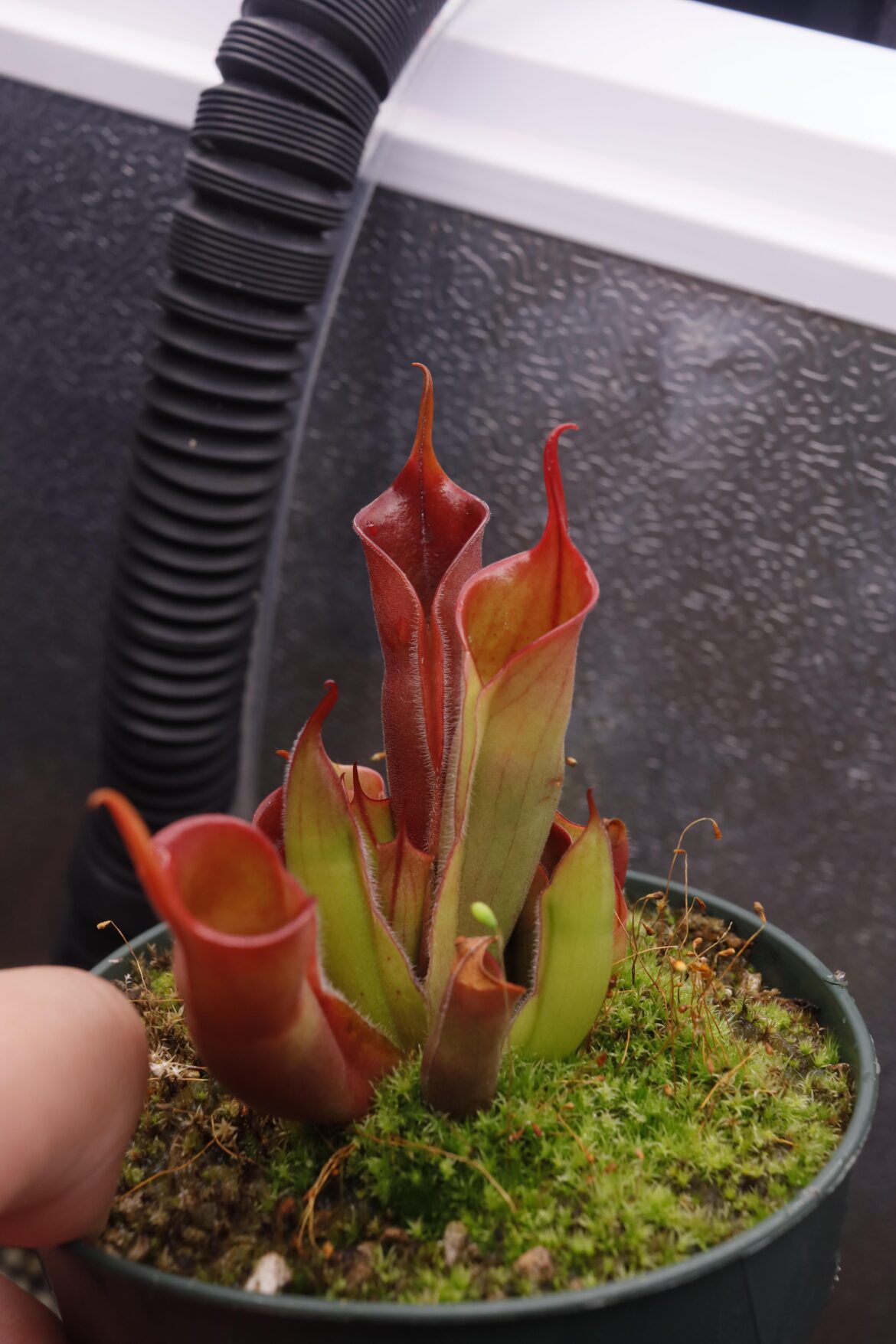 Heliamphora sarracenioides x minor burgundy black