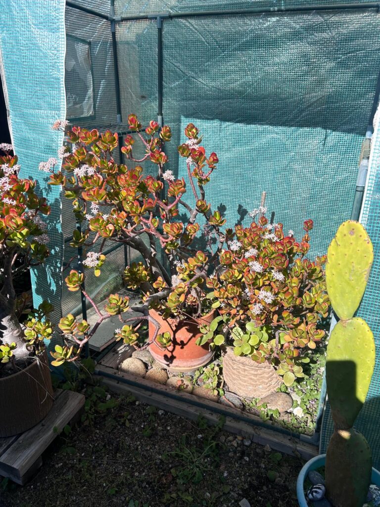 Are these succulents?
