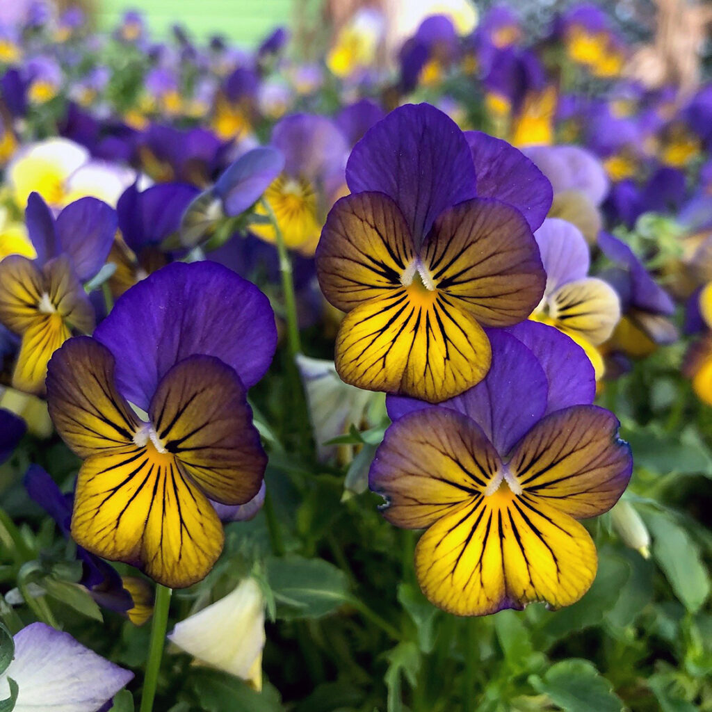 In the Garden: Uplifting early spring planters In the Garden: Uplifting early spring planters