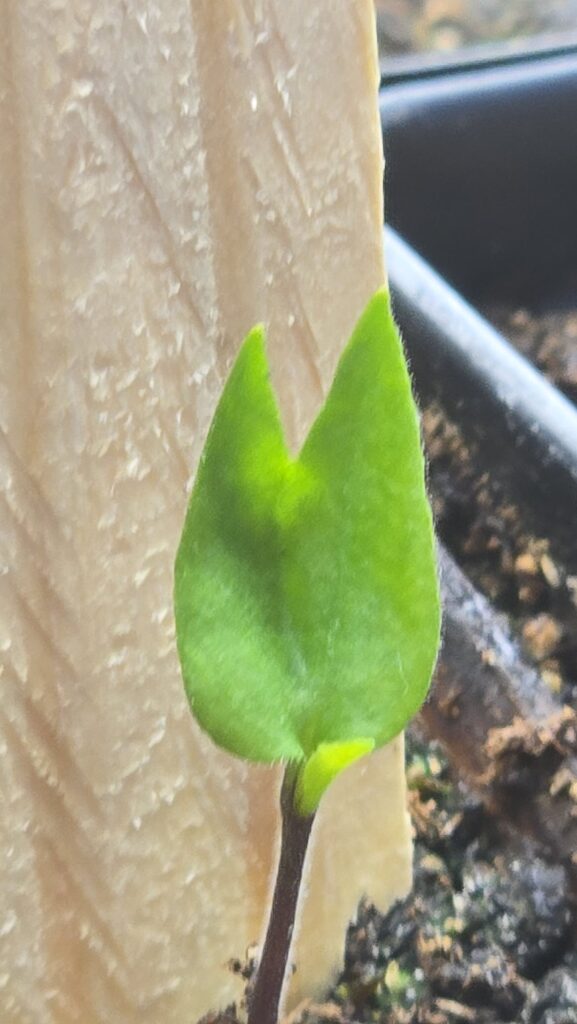 Mayan red habanero seedling Mayan red habanero seedling