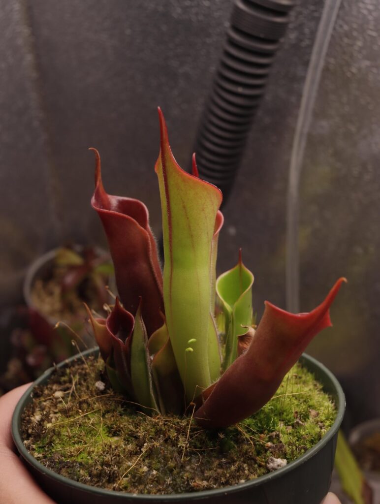 Heliamphora hybrid
