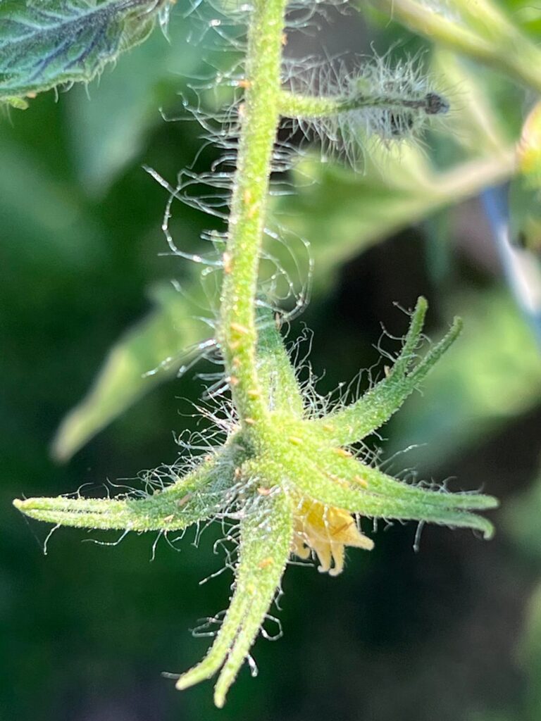 Are these aphids?