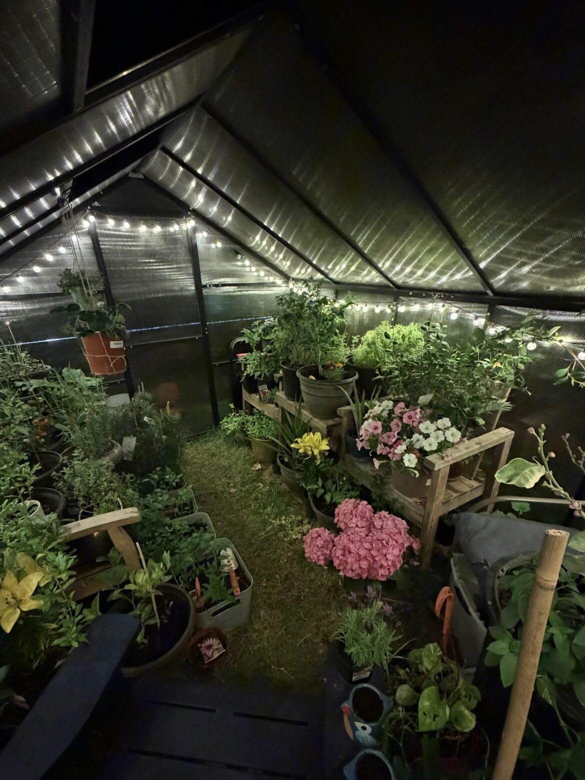 Just wanted to share my greenhouse