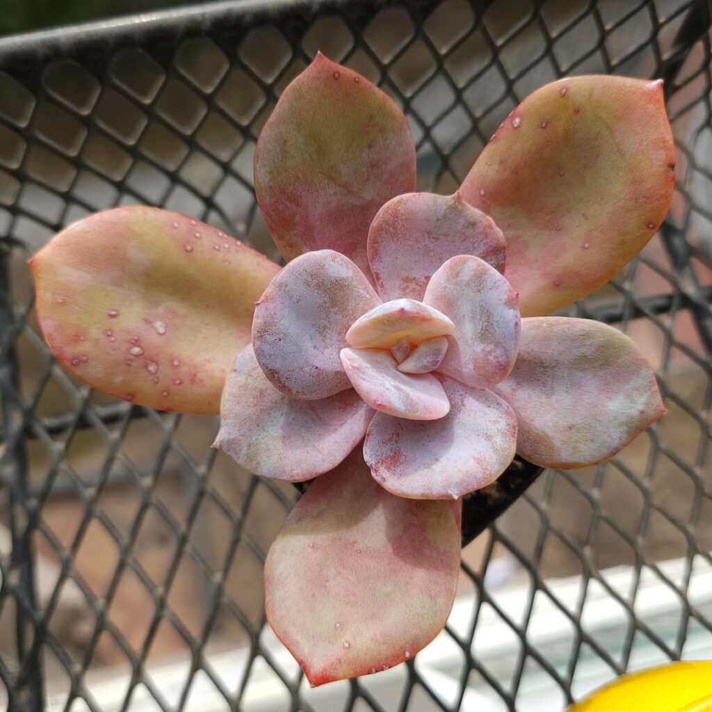 Echeveria 'Patina', ISI89-51