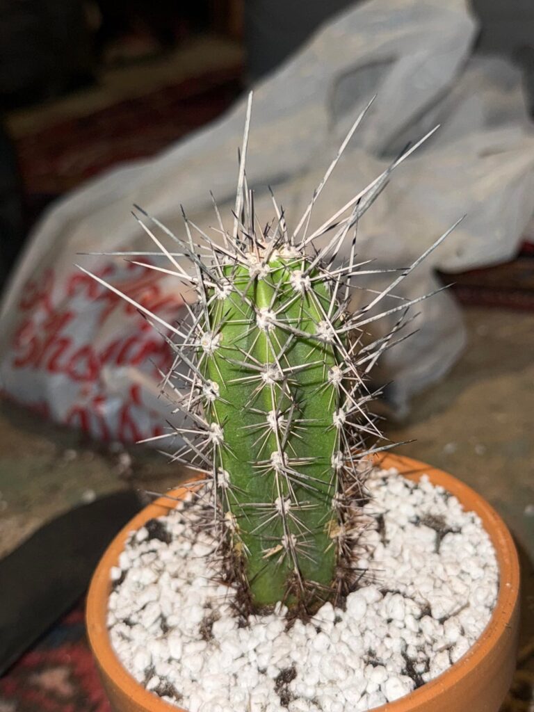 Identification Help? Toothpick Cactus?šµ Identification Help? Toothpick Cactus?šµ