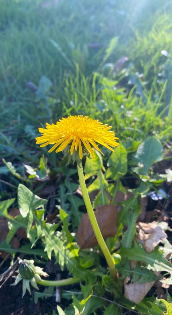 dandelions!