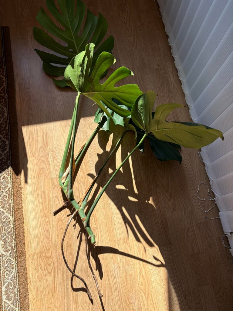 Can I plant this straight away or should I put it in water?