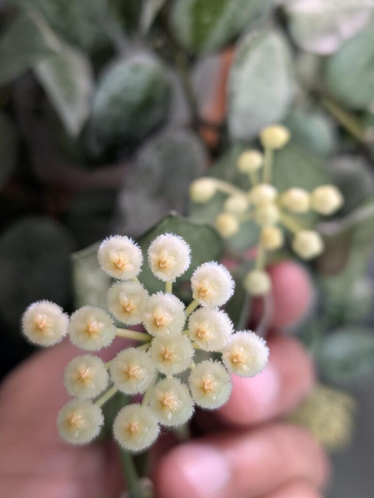 Hoya krohniana 'Super Silver' three blooms