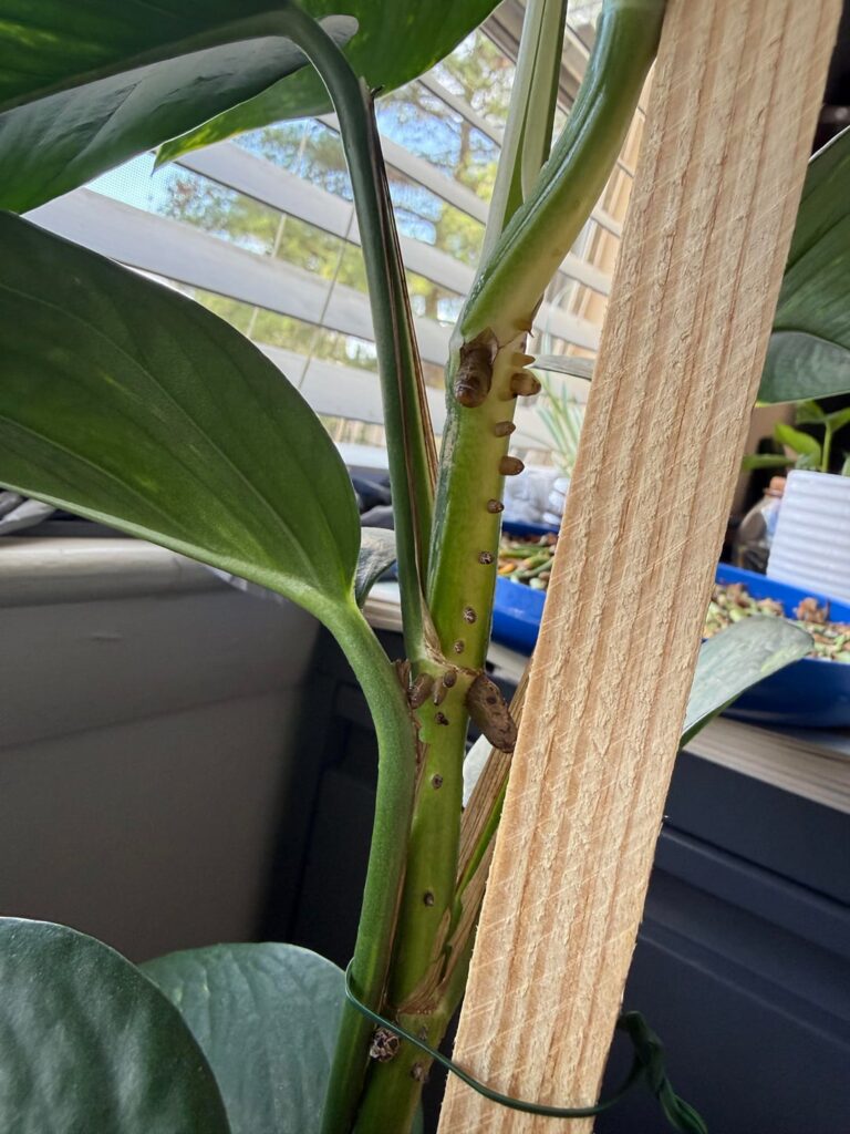 First 2 photos from today, last photo from 12 days ago!