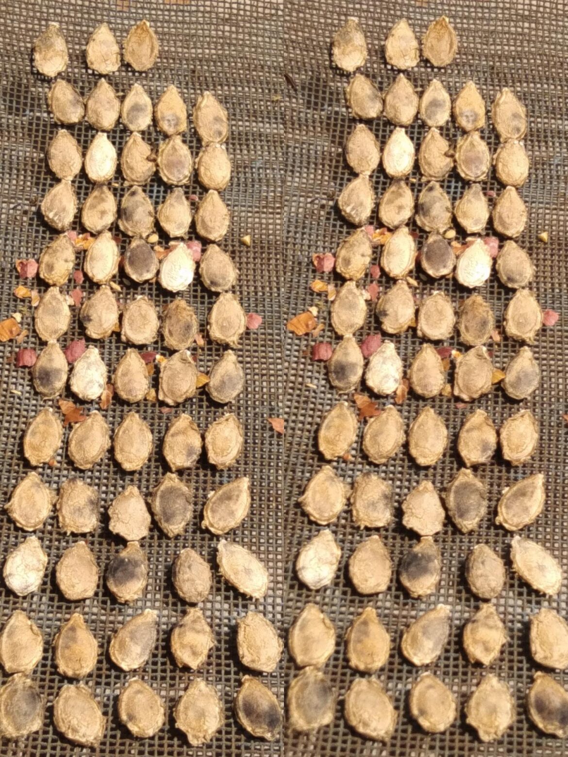 Species ID from Seeds? :