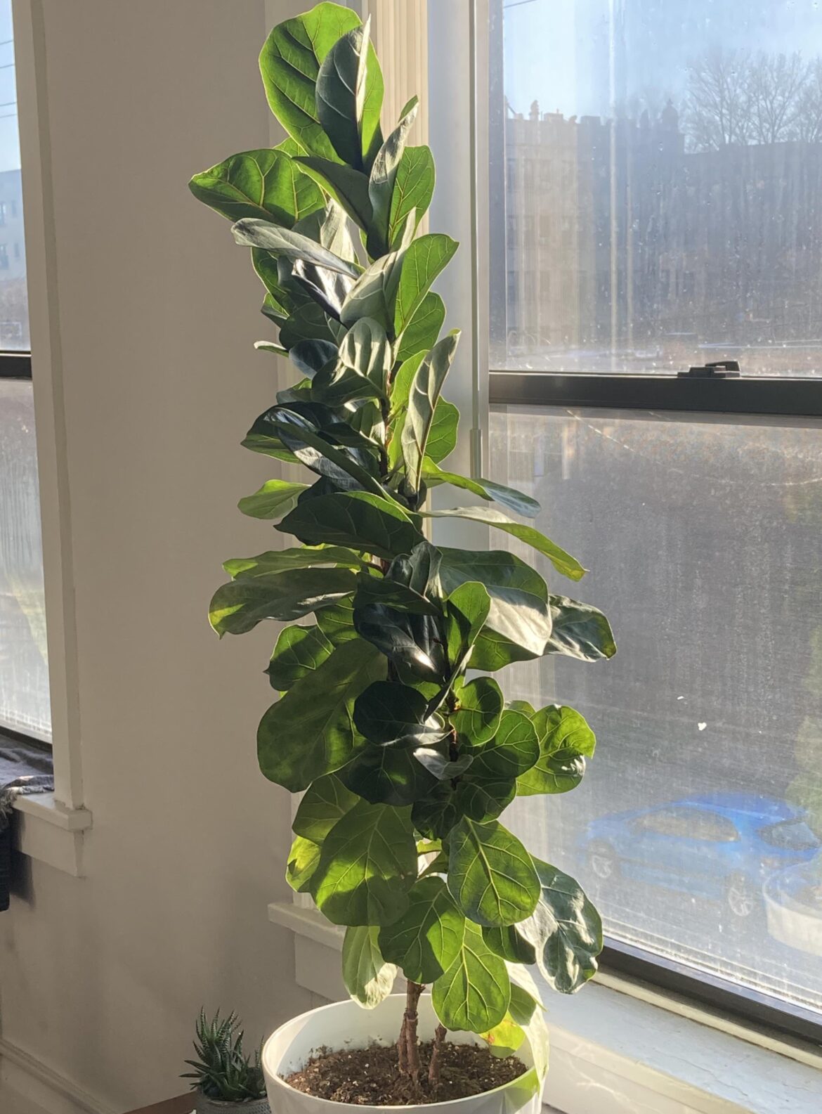 Thoughts on my fiddle leaf fig?