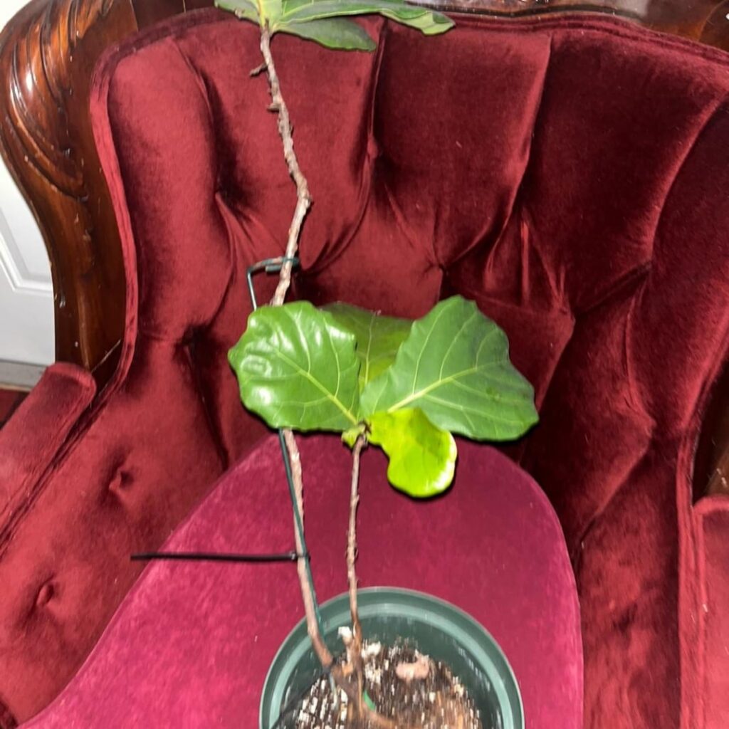 Please Advise How to Prune This FLF Please Advise How to Prune This FLF