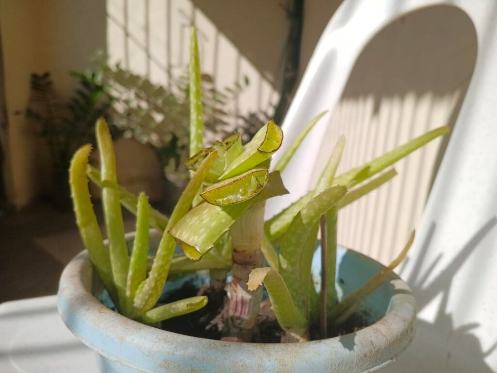 My Grandma's neglected Aloe Vera