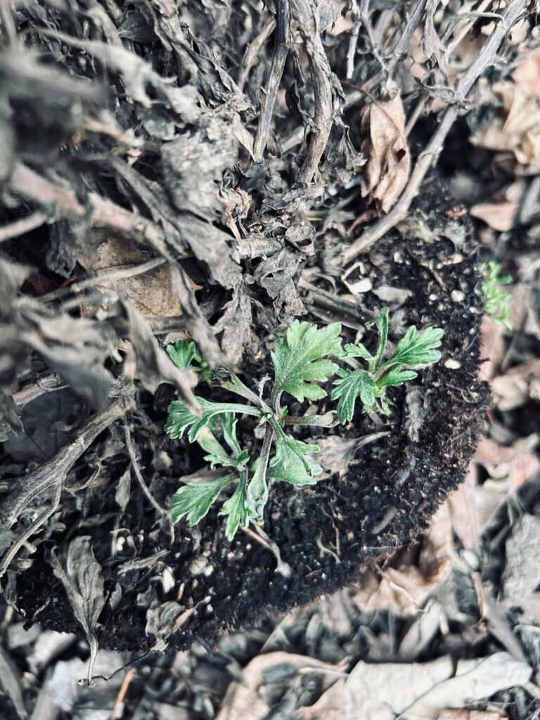 Which is the chrysanthemum? [PA, USA]