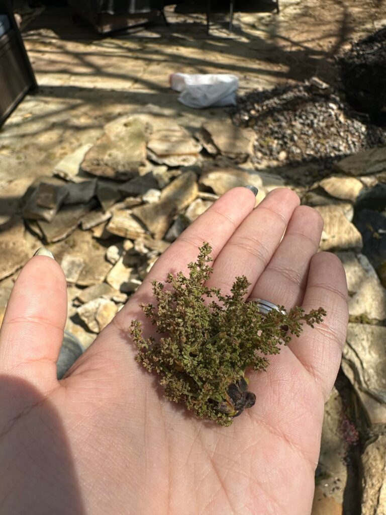 What is this tree that is ruining my life? What is this tree that is ruining my life?