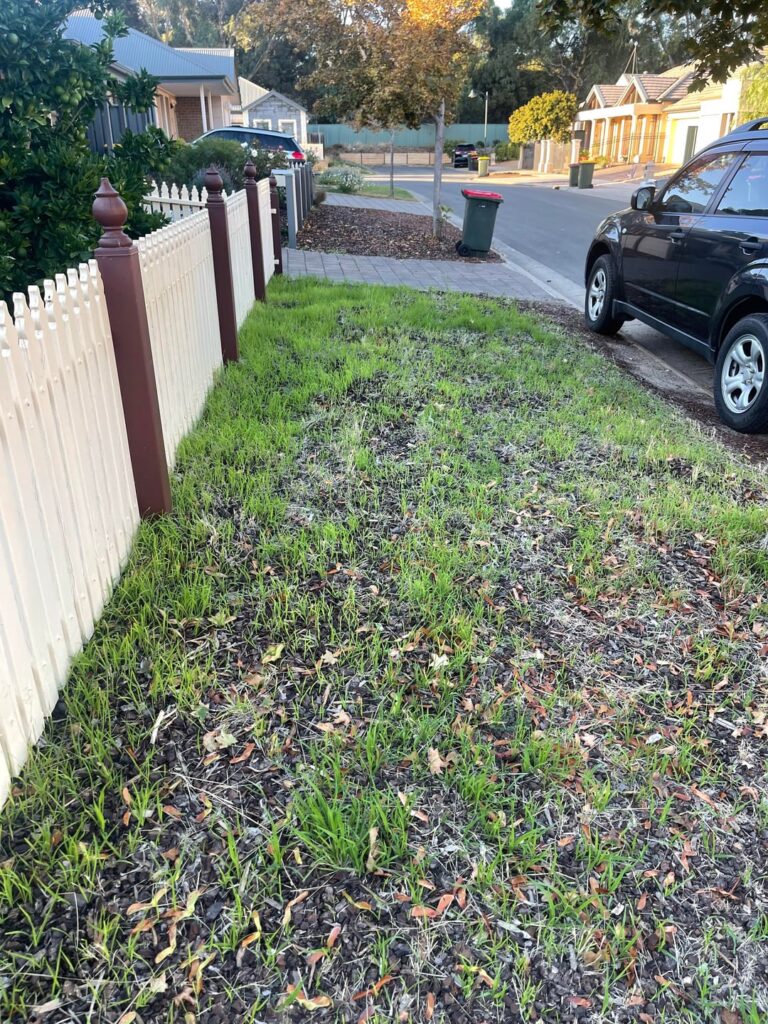 Unwanted grass Unwanted grass
