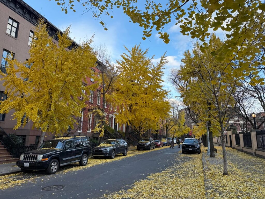 A block lined with mature ginkgos