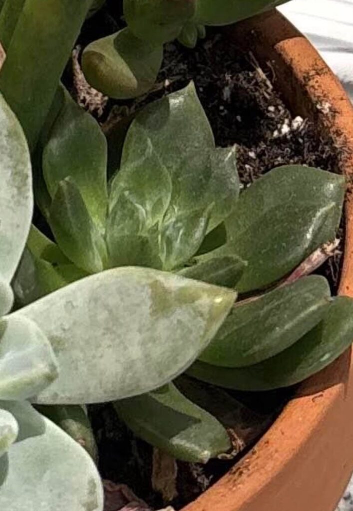 left for a week, came back and leaves are all shiny??? left for a week, came back and leaves are all shiny???