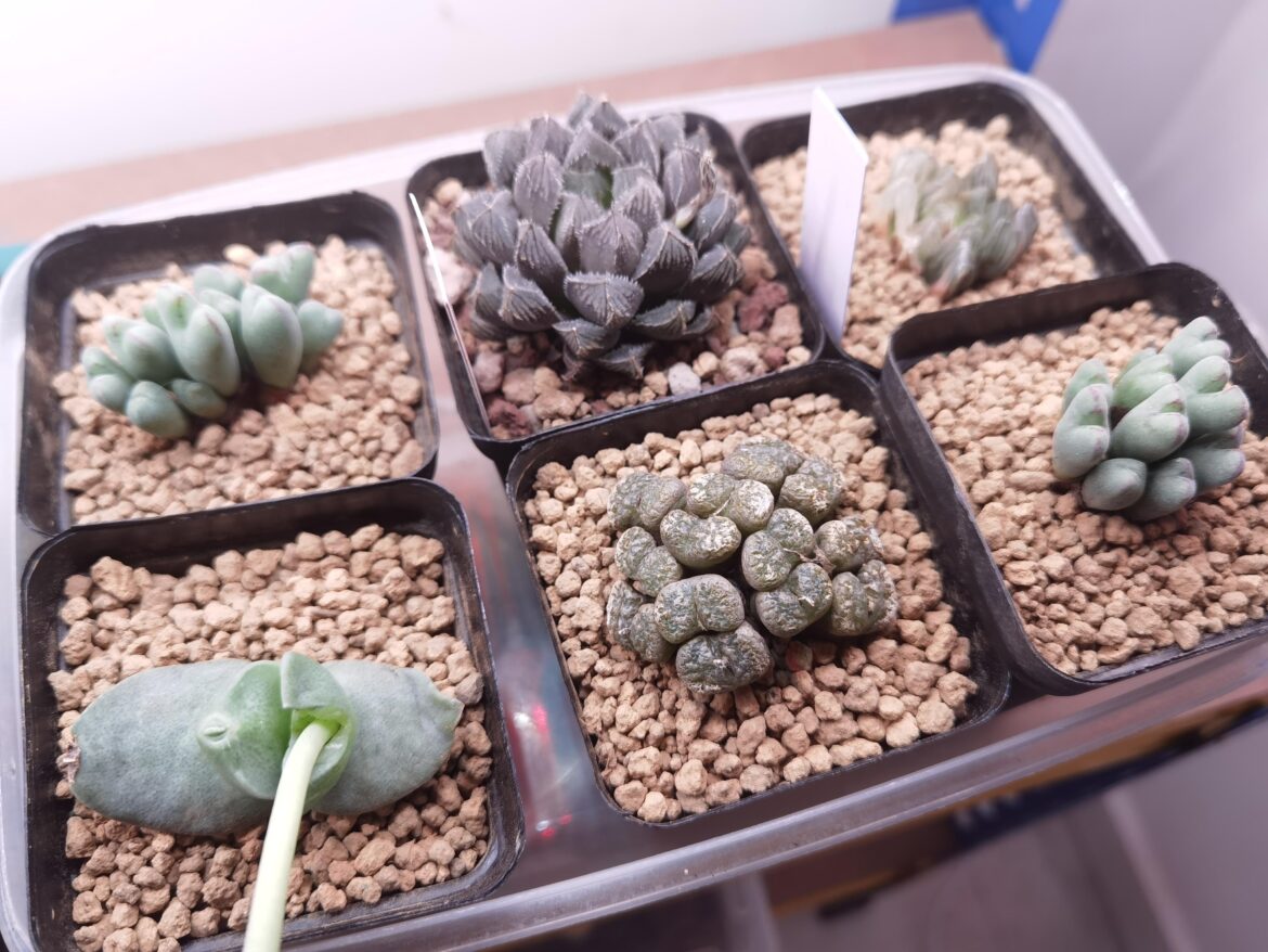 Anyone here grow conophytum in a tropical climate?