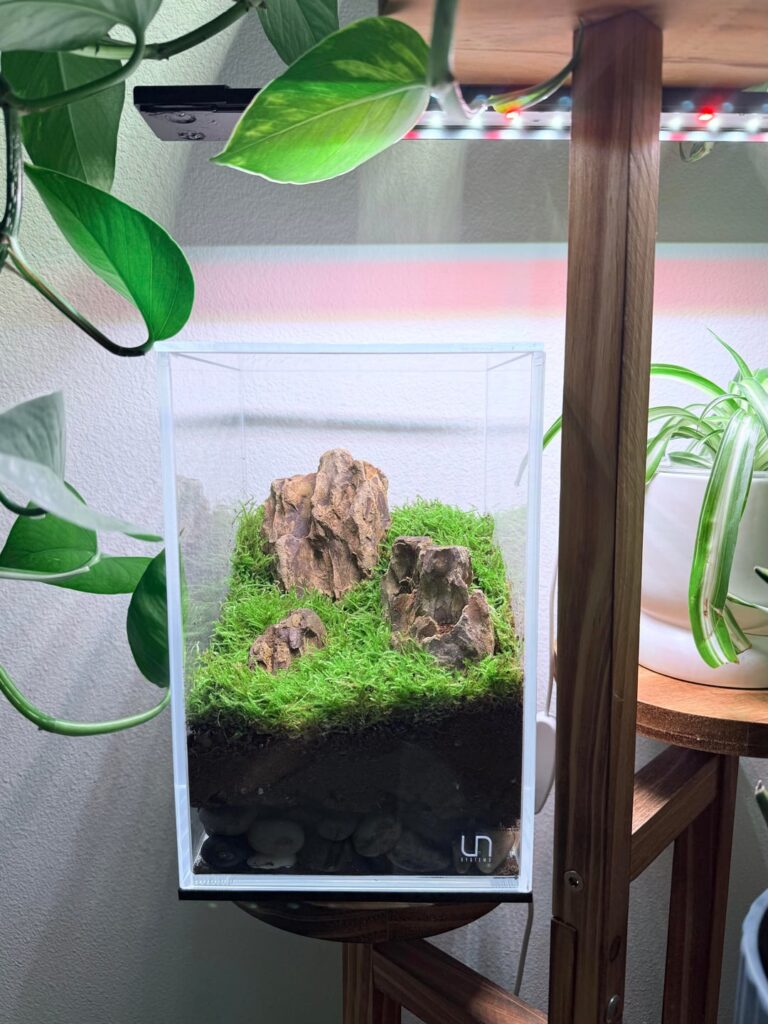 First terrarium initial watering help First terrarium initial watering help