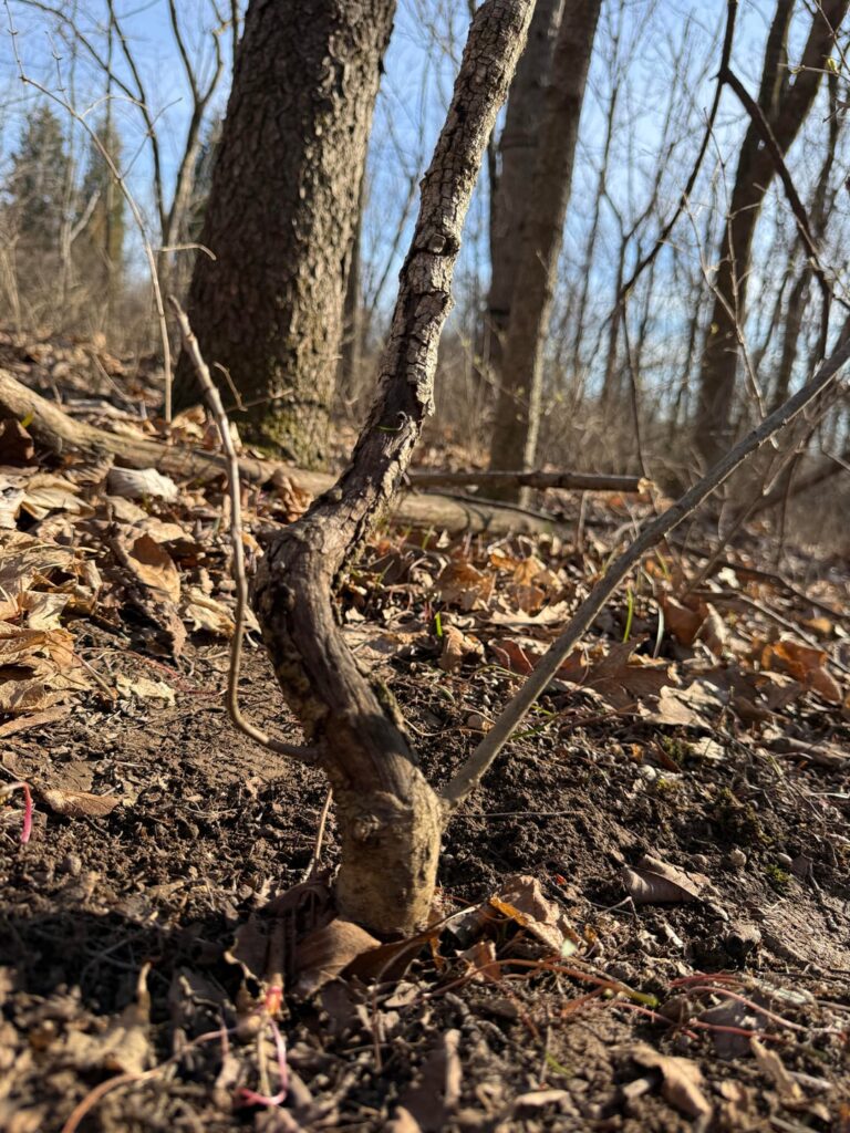 Potential Bonsai