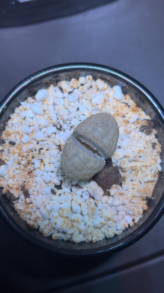 Lithop opening for the first time
